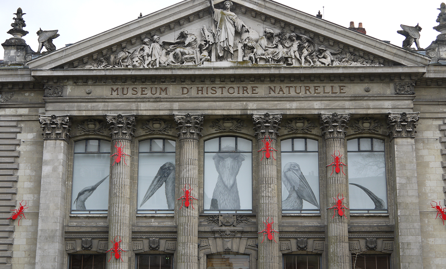 museum d'histoire naturelle nantes fourmis