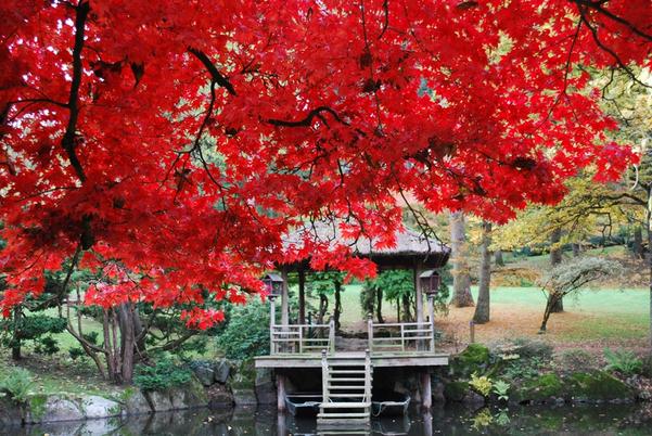 le plus grand jardin japonais d'Europe parc oriental de maulevrier 1