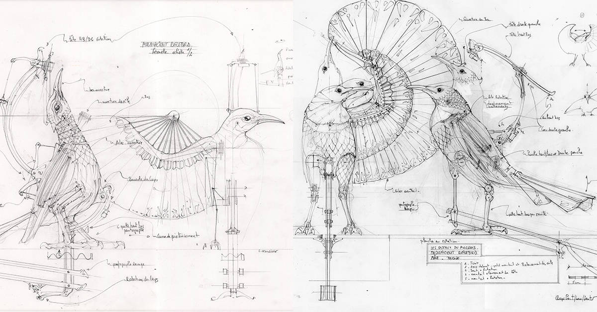 galerie des machines parade amoureuse oiseaux