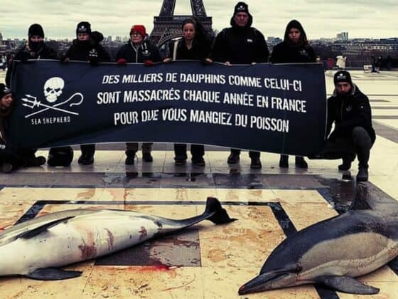 sea sheperd marche de talensac nantes 2020 dauphin