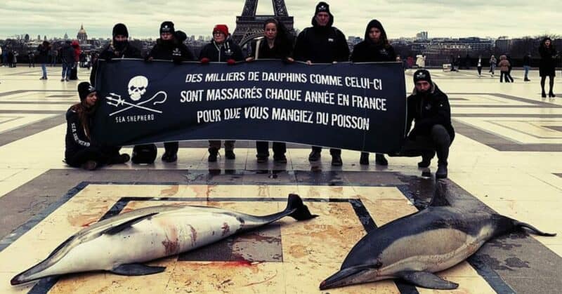 sea sheperd marche de talensac nantes 2020 dauphin