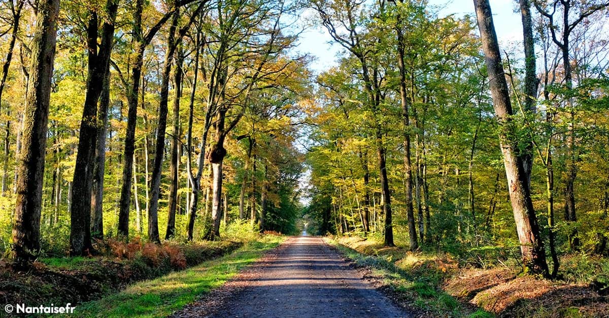 foret du gavre nantes balades 100 km