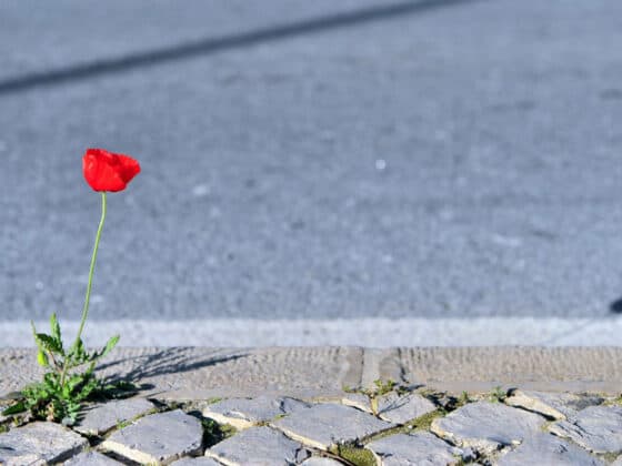 ma rue en fleurs graines gratuites nantes 2020 2