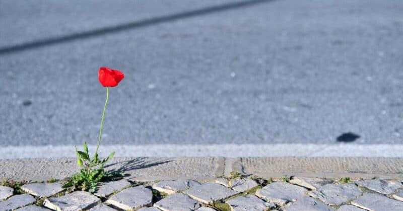 ma rue en fleurs graines gratuites nantes 2020 2