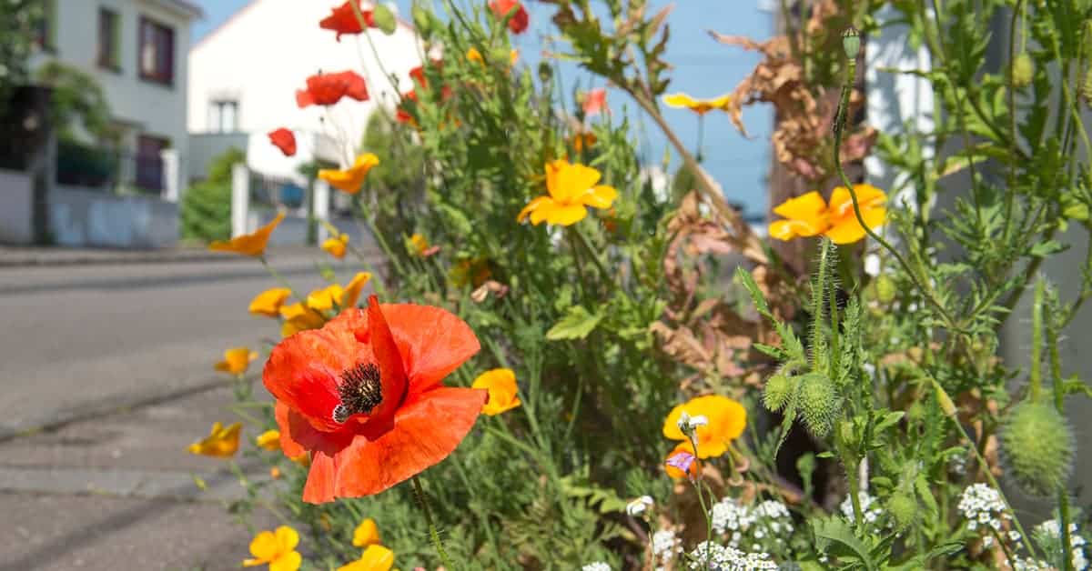 ma rue en fleurs graines gratuites nantes 2020