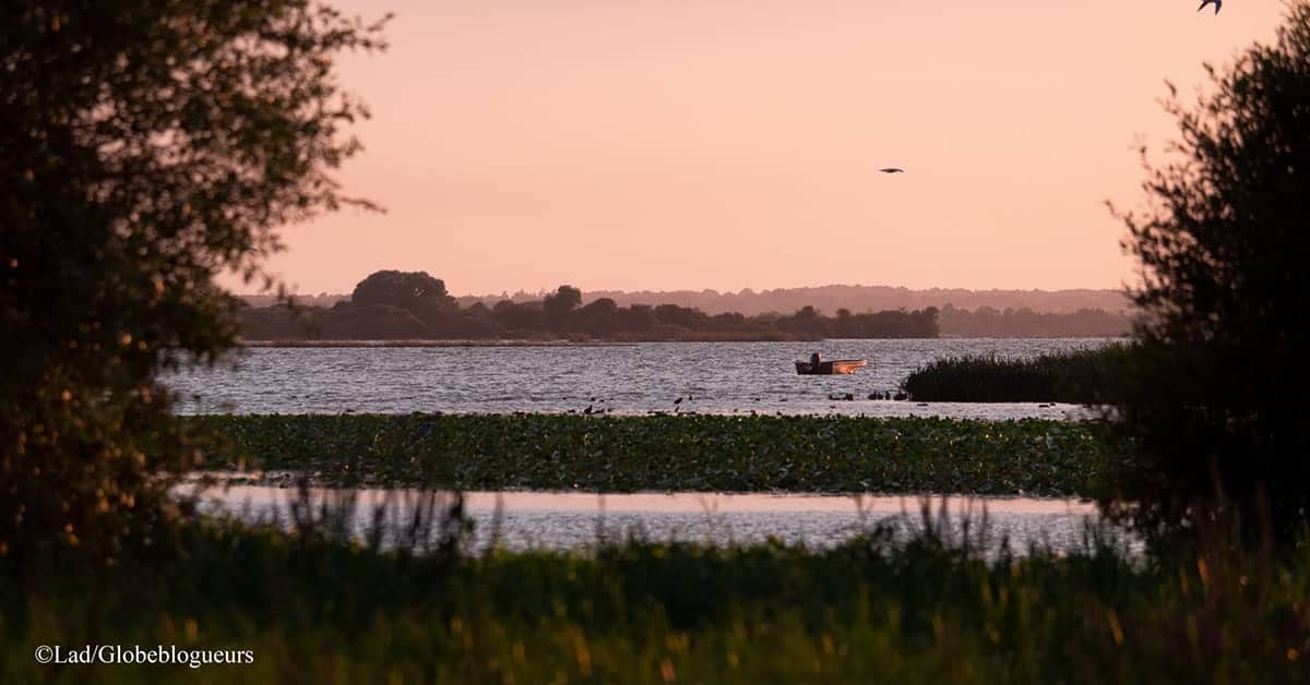 lac de grand lieu observer les oiseaux nantes