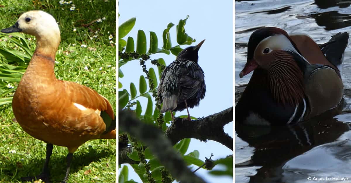 oiseaux balades parcs de nantes