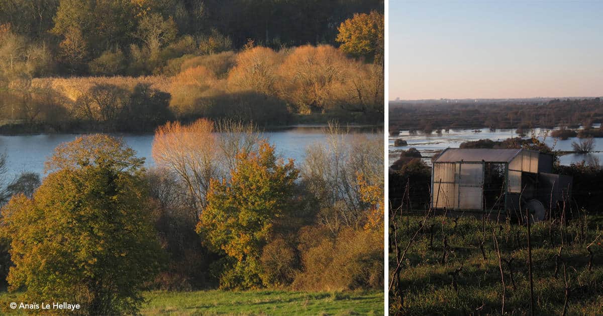 Erdre-bois-de-la-Desnerie-balades-20 km-oiseaux-nantes