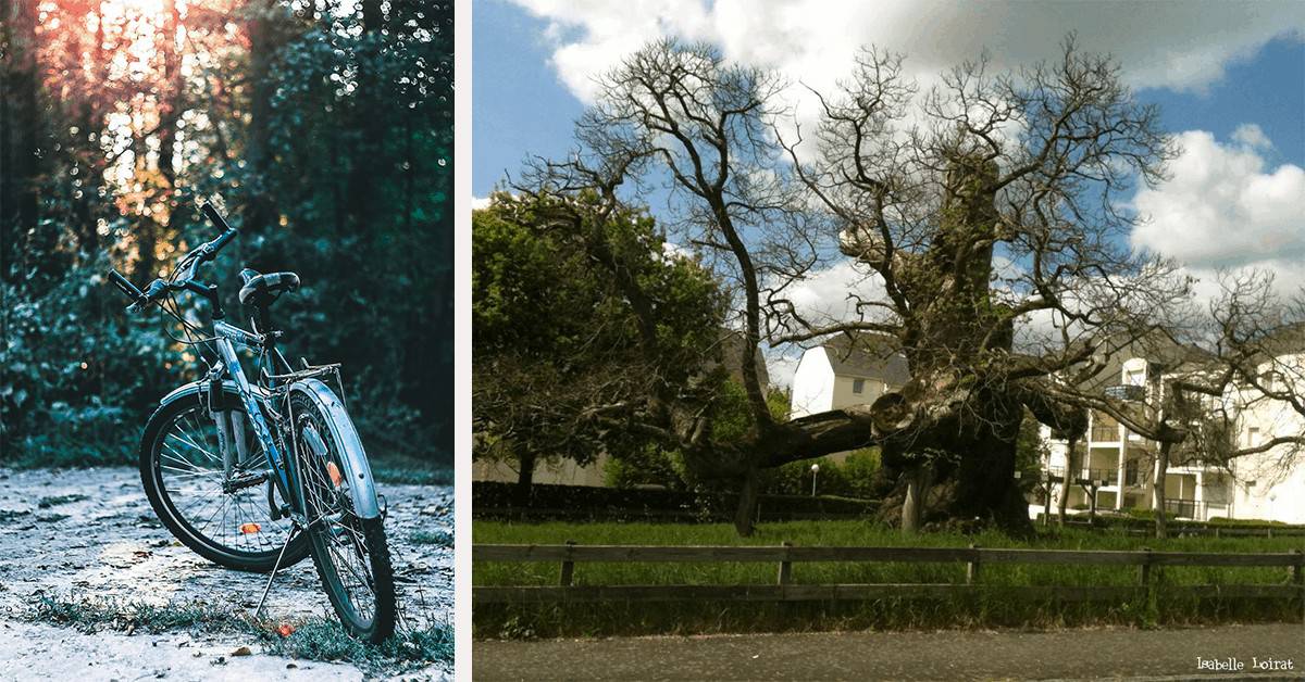 eraudière-nantes-balade-velo-chataignier