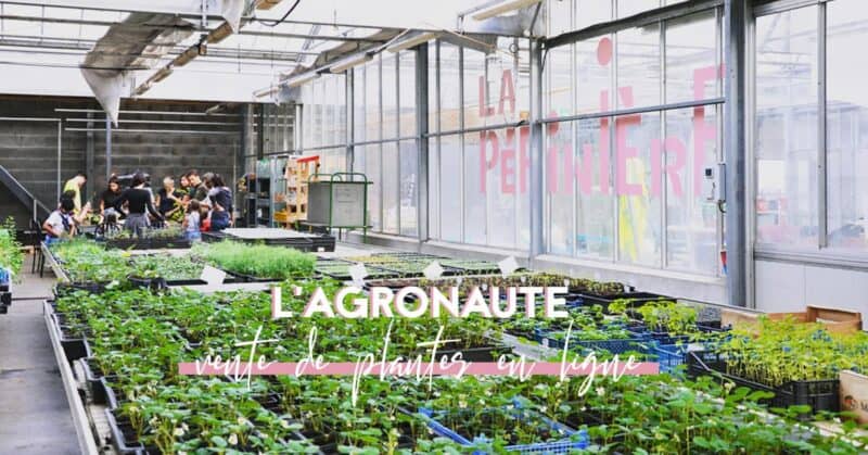 vente de plantes en ligne agronaute sauge