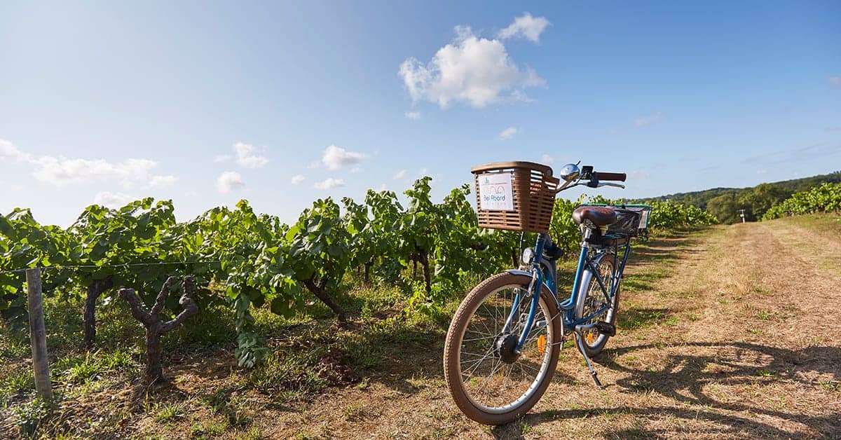 le vignoble de vertou a pallet 6