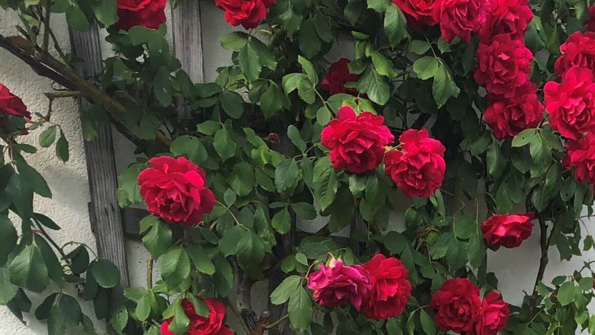 Cette année encore, les communes de la métropole de Nantes vont distribuer gratuitement des sachets de graines aux habitants dans le cadre de l'opération "ma rue en fleurs". L'objectif est simple, embellir les rues et donner plus de place à la nature ! 🌸