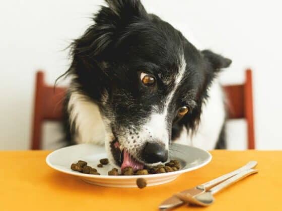 Nantes : Où manger avec son chien