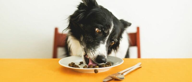 Nantes : Où manger avec son chien