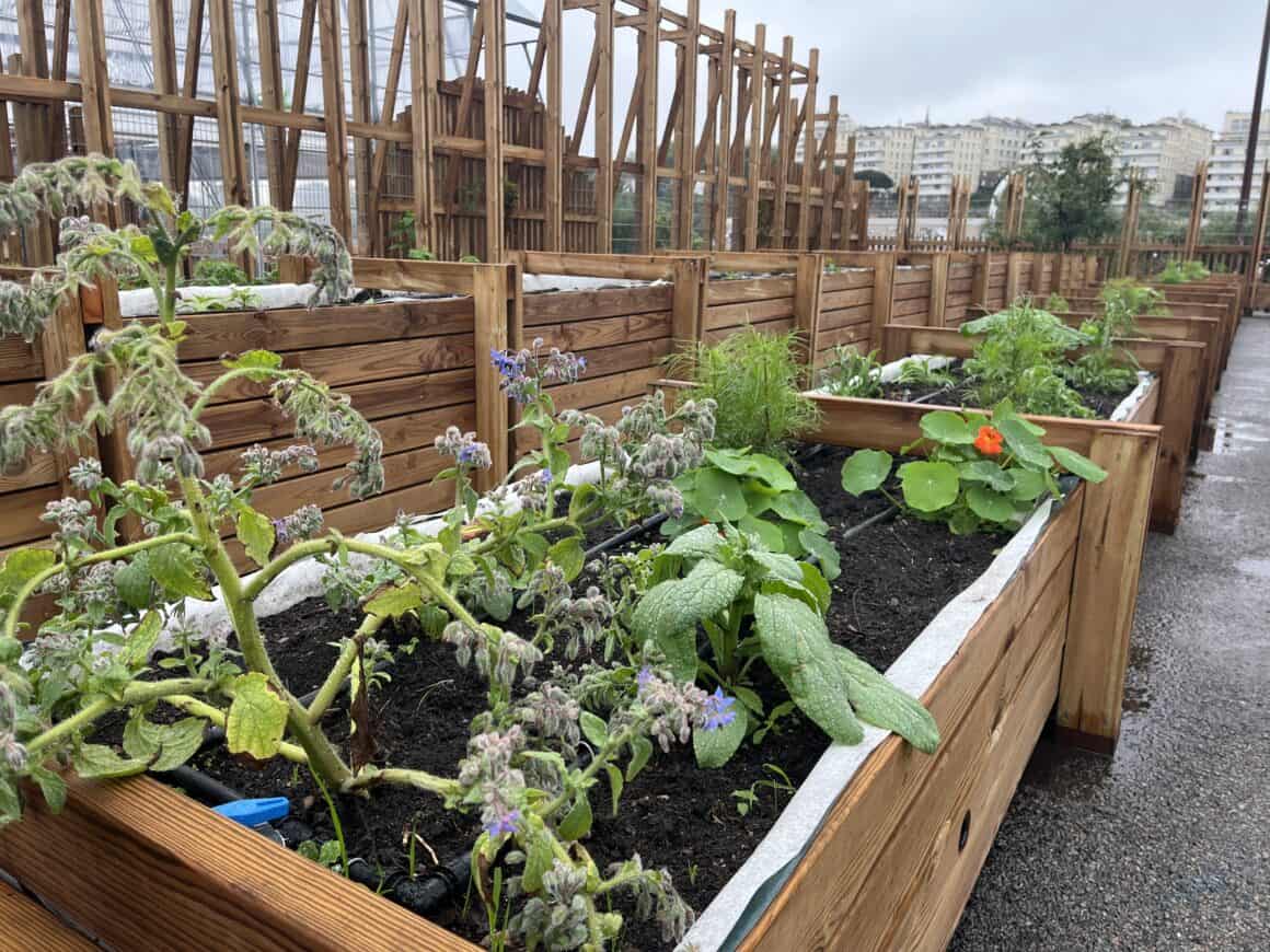 Potager de la cantine du voyage
