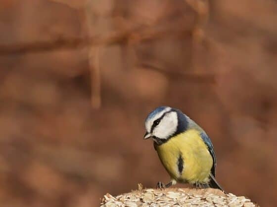 Les oiseaux du Jardin des Plantes