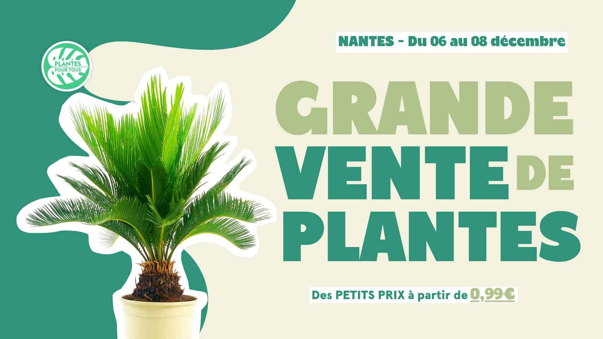 Vente de plantes décembre 2024