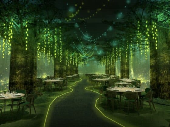 Wonderwoods, restaurant immersif à Angers